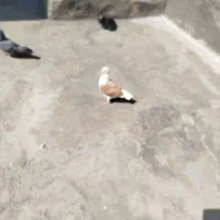 جوجه شون زرد مهر شو پرتقالی