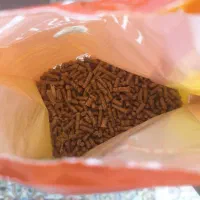 همستر پشمالو زیبا