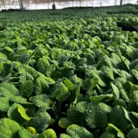 نشا۳|گل و گیاه طبیعی|شیراز, ابیوردی|دیوار