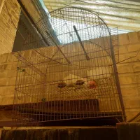 قفس پرنده کلبه ای
