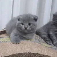 بچه گربه های اسکاتیش فولدو برتیش شورت هیر