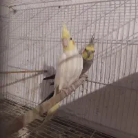 یک جفت عروس هلندی به شرط