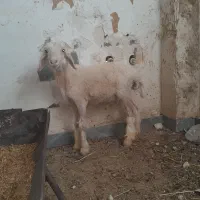 فروش دو عدد بر وکهره نر
