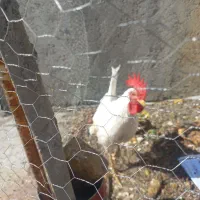 خروس
