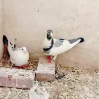 جفت ابلغ