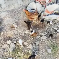 مرغ با جوجه