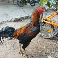 خوروس لاری