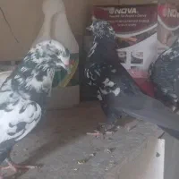 چهل گل پر