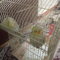 عروس هلندی زیبا نر و ماده  نیمه دستی بفروش می‌رسد