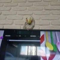عروس هلندی نر و ماده