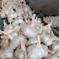 سیر درگزین