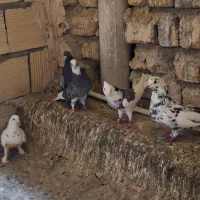کفتر،کبوتر