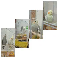 عروس هلندی