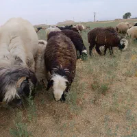 بره ماده داشتی