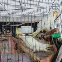 عروس هلندی دوتا نره