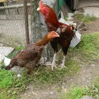 خروس و مرغ لاری
