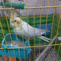 عروس هلندی و طوطی برزیلی