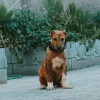 2 عدد توله نر  خراسانی