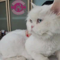 گربه پرشین