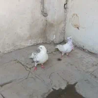 کفتر|پرنده|شهر ری, شهید بهشتی|دیوار