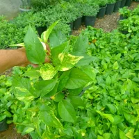 گل طبیعی و آپارتمانی انواع پتوس تکی و عمده