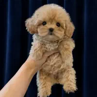 هاپو عشق 5 میلیون نهصد تومان