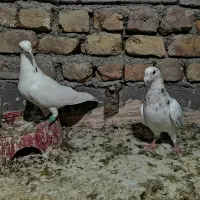 کبوتر|پرنده|خوشاب, |دیوار