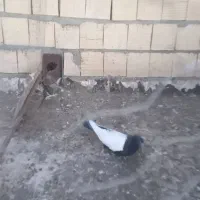 کفتر نر سرته سیا