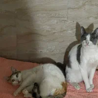 دخترهای مهربون رها شده