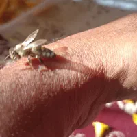 ملکه کارنیکا آلمان
