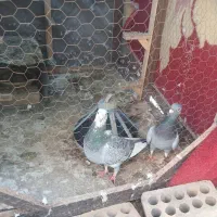کفتر|پرنده|مشهد, شهرک بهارستان|دیوار