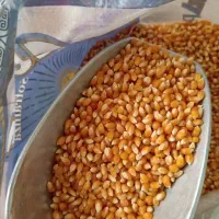 حبوبات|خوردنی و آشامیدنی|شیراز, تندگویان|دیوار