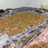 ثعلب