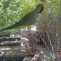 طوطی ملنگو