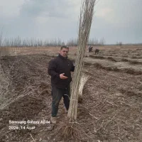 نهالستان صنوبر پسته گردو