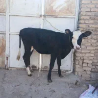 گوساله|حیوانات مزرعه|سراب, |دیوار