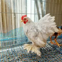 خروس کوشین لاوندر خالدار