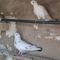 تهرانی بگرد