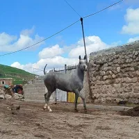 کره اسب