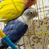 یک جفت کوتوله برزیلی