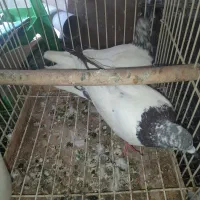 یک جفت پاکستانی نر و ماده تینا
