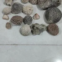 سنگ مرجان مخصوص آکواریوم