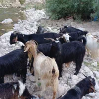 بزداشتی وکشتی