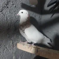 کفتر|پرنده|کاشان, ملک آباد|دیوار