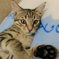 واگذاری بچه گربه ۴ماهه