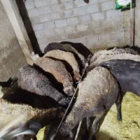 بره ۳۸کیلویی ۱۷ملیون پول احتیاجم‌