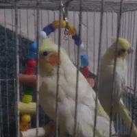دو عروس هلندی نرو و ماده