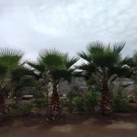 فروش پالم واشنگتن تنه قرمز