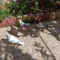 کفتر|پرنده|کبودرآهنگ, |دیوار
