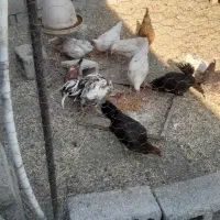 مرغ|حیوانات مزرعه|سیدان, |دیوار